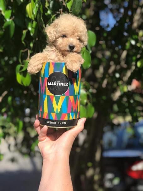 Cachorro Caniche Toy Pupycand